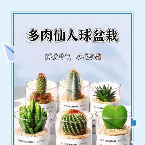 仙人球真的不怕干燥吗？如何进行有效养护？