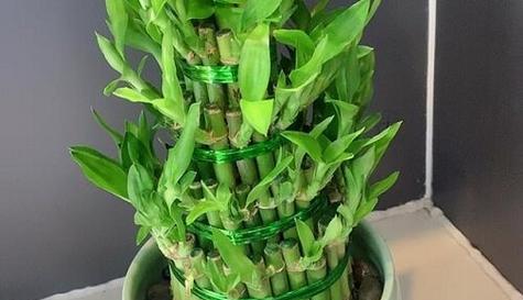 富贵竹花语是什么？它象征着什么？