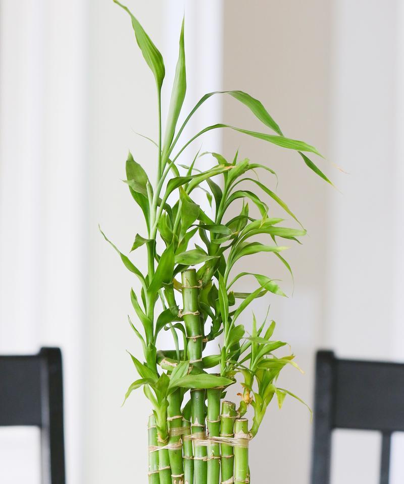 富贵竹花语是什么？它象征着什么？
