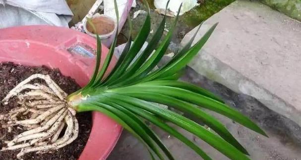 君子兰开秋花怎么养护？如何确保秋季开花顺利？