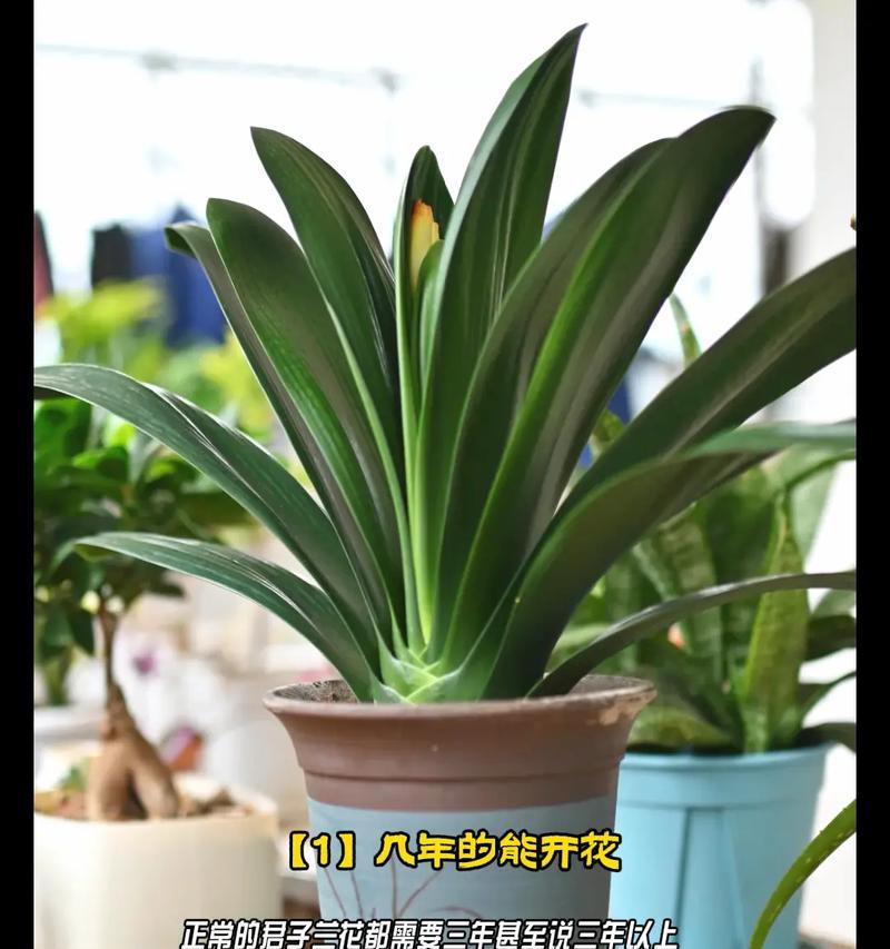 君子兰开秋花怎么养护？如何确保秋季开花顺利？