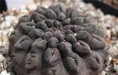 如何选择适合的仙人球鱼品种？