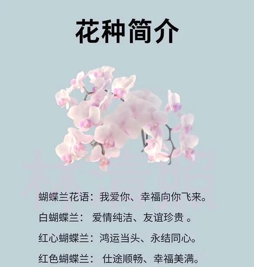 蝴蝶篮花语代表什么？蝴蝶篮的寓意是什么？