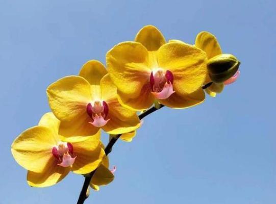 蝴蝶篮花语代表什么？蝴蝶篮的寓意是什么？