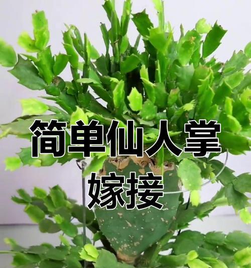 仙人掌嫁接蟹爪兰的养护技巧？