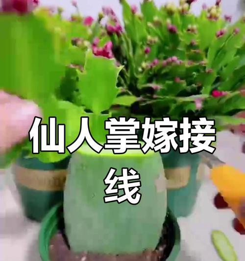 仙人掌嫁接蟹爪兰的养护技巧？