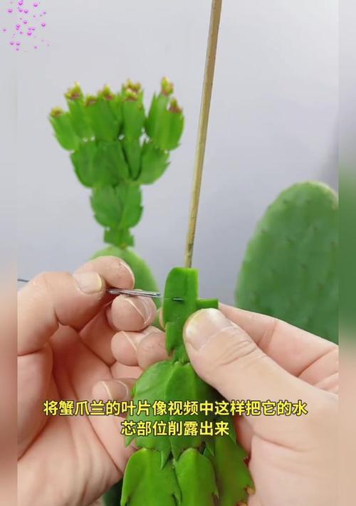 仙人掌嫁接蟹爪兰的养护技巧？