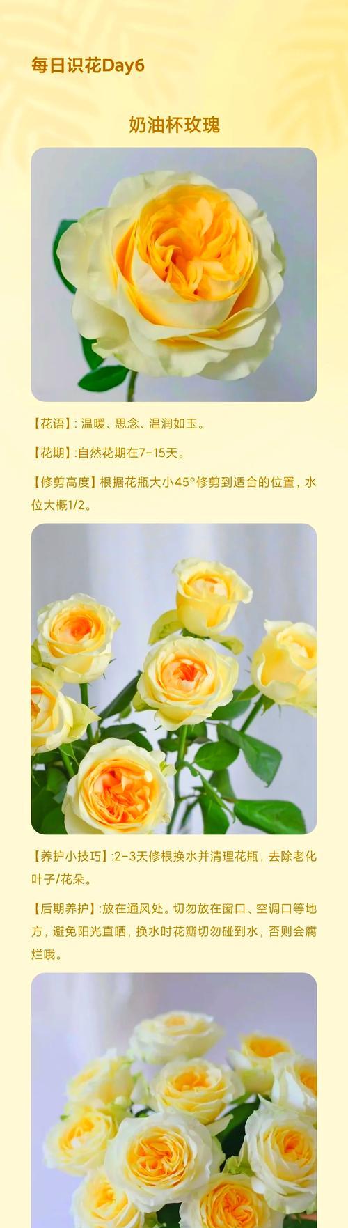 云南玫瑰花养护需要注意什么？如何管理才能长得更好？