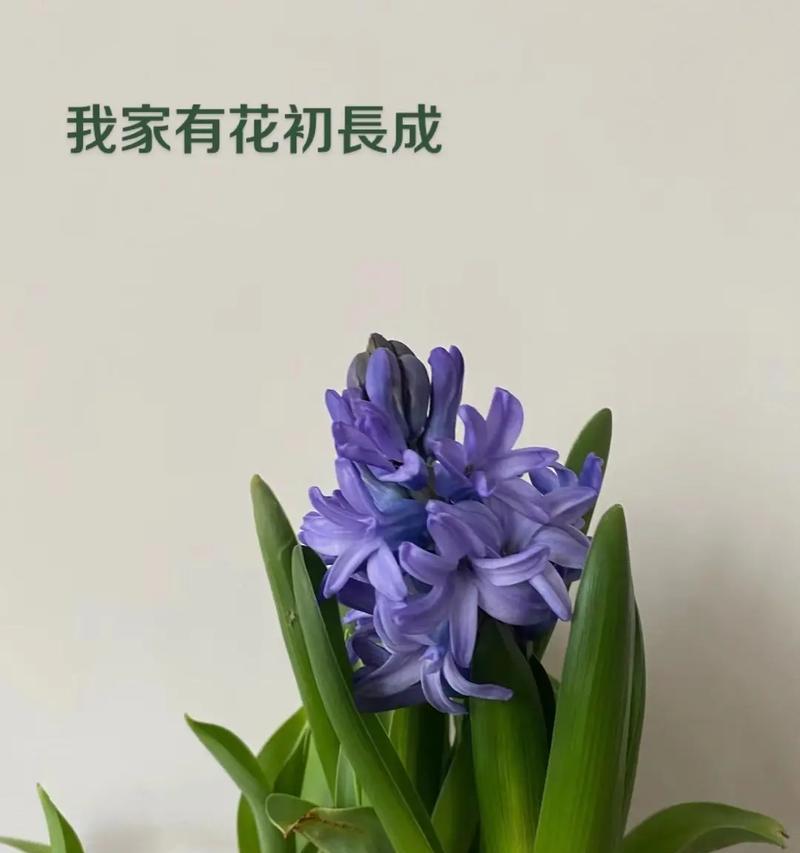 加兰的花语有何意思和含义？它在花语中代表什么？