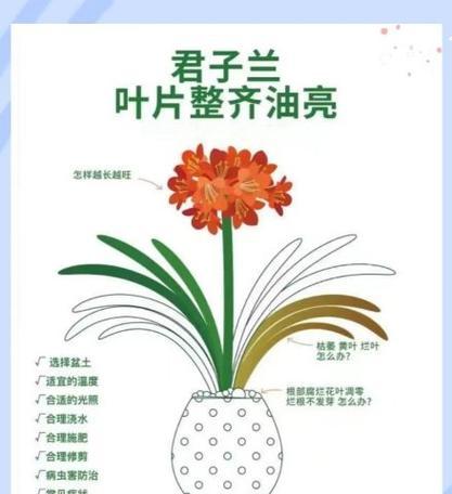 君子兰的正确养护和浇水方法是什么？