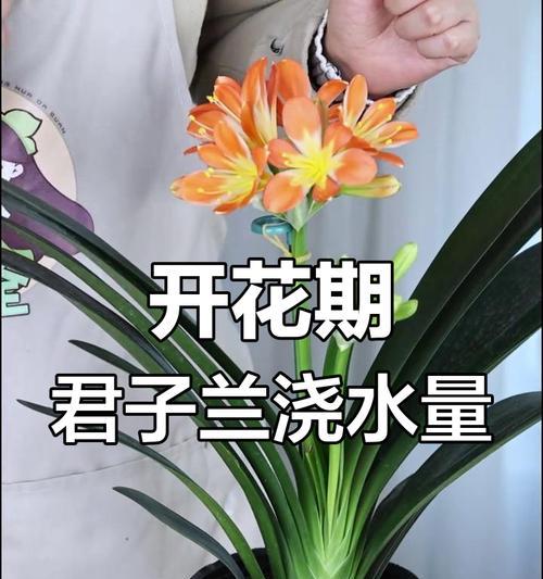 君子兰的正确养护和浇水方法是什么？