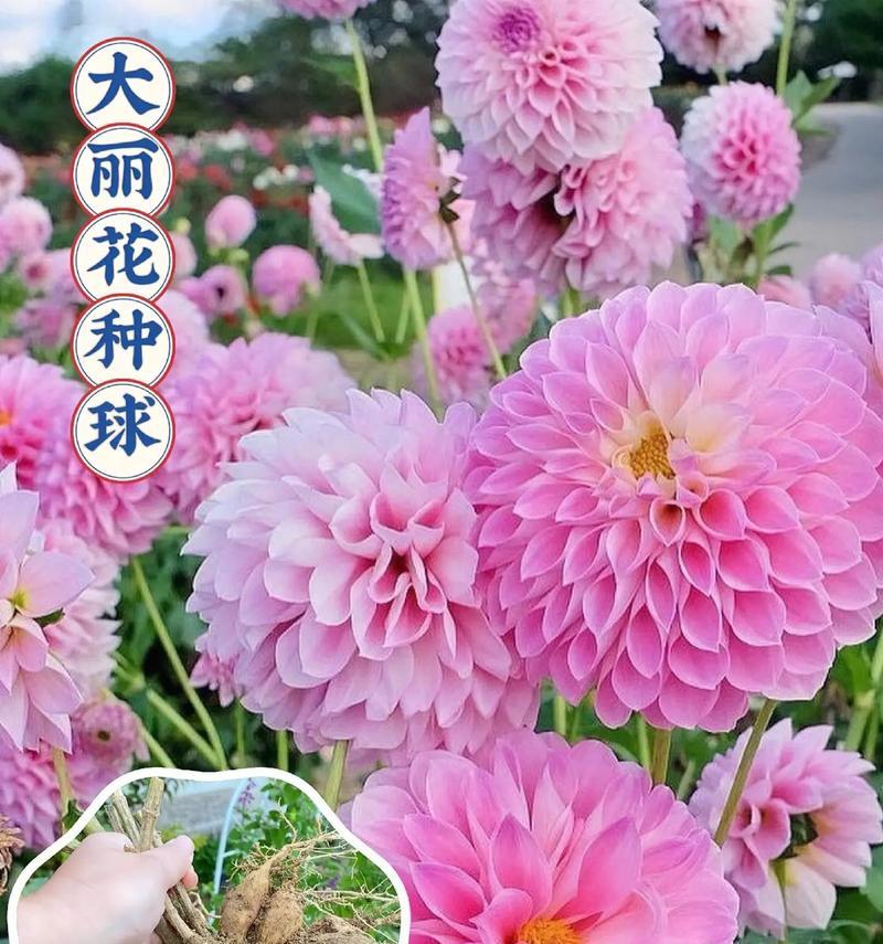 予你花语什么意思啊网络用语？销售的花语是什么？