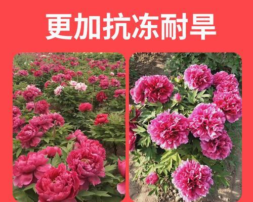 高树苗牡丹花的养护技巧是什么？如何促进其健康成长？
