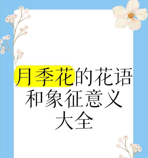 大月季花的花语有何含义？
