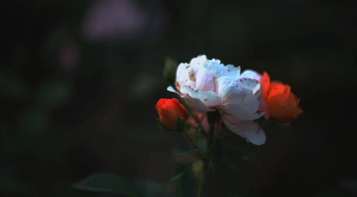 大月季花的花语有何含义？
