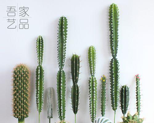 仙人球盆景保护罩的使用方法是什么？