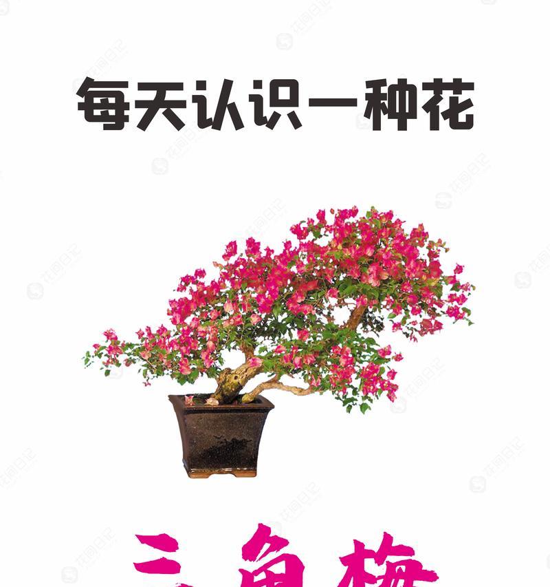 绿樱的花语含义有何深意？