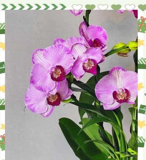 蝴蝶兰花语为何存在多种解释？