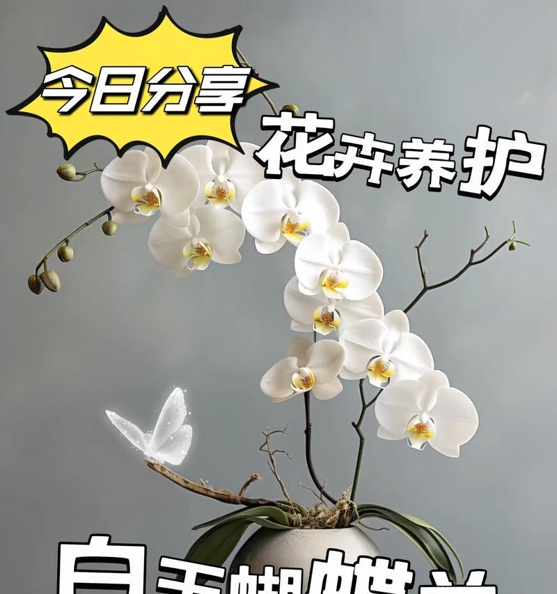 蝴蝶兰花语为何存在多种解释？