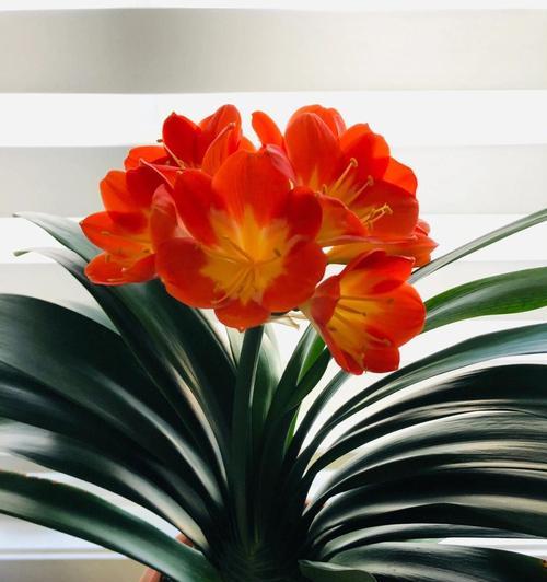 君子兰的花语寓意是什么？