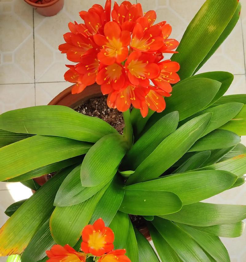 君子兰的花语寓意是什么？