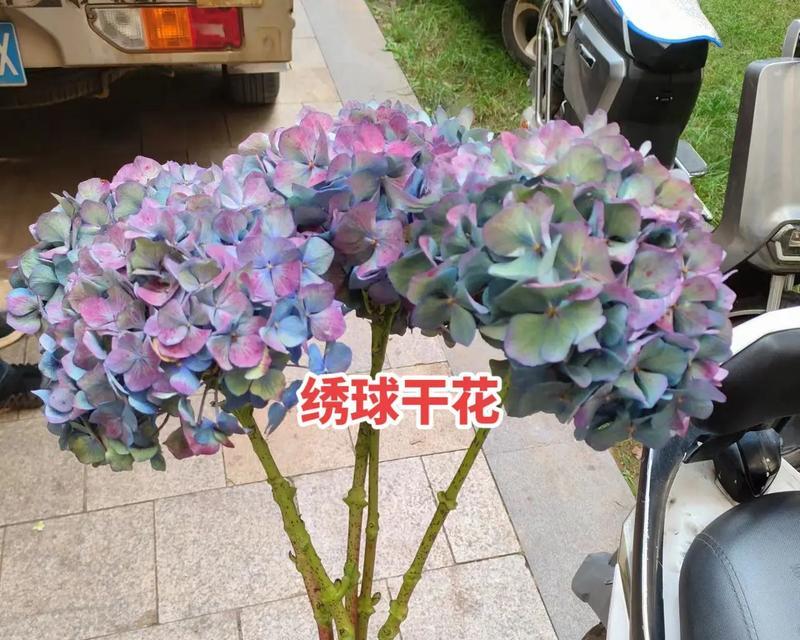 干花玫瑰花秋色的养护技巧是什么？