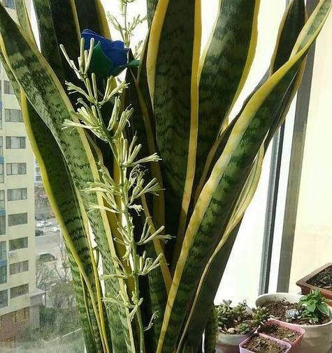 石植仙人球盆景养护技巧有哪些？怎样才能养得更美观？