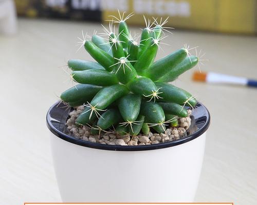 石植仙人球盆景养护技巧有哪些？怎样才能养得更美观？