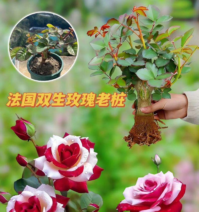 125朵玫瑰花在花语中代表什么？