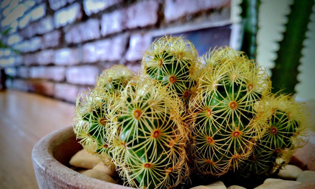 石植仙人球盆景养护技巧有哪些？怎样才能养得更美观？