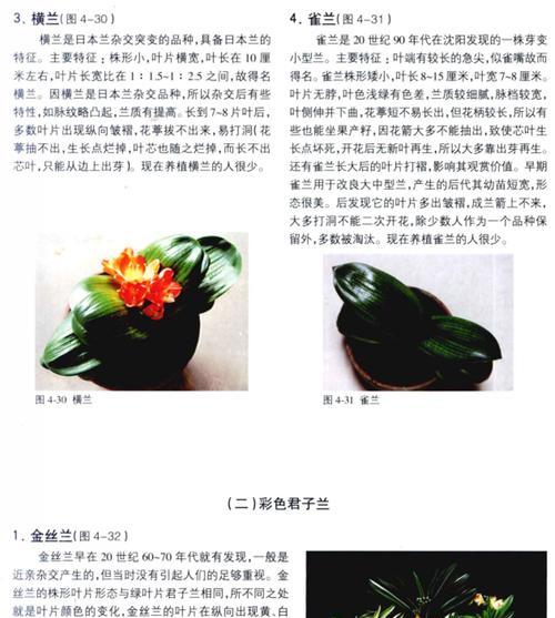 君子兰茎损伤的自愈方法和治疗措施是什么？