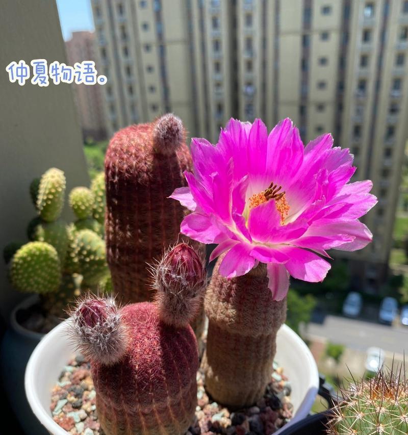 仙人球花只在阳光下开花的原因是什么？