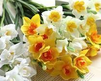 喇叭水仙花的花语有何特殊含义？喇叭水仙象征着什么？