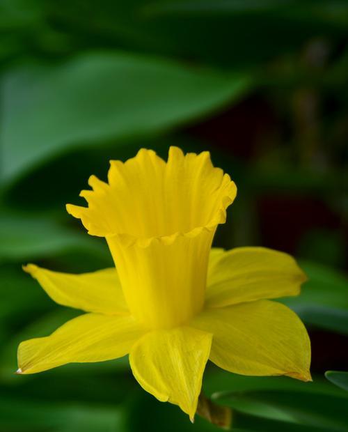 喇叭水仙花的花语有何特殊含义？喇叭水仙象征着什么？