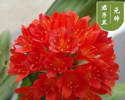 君子兰小苗技师的养殖方法是什么？如何确保小苗健康成长？