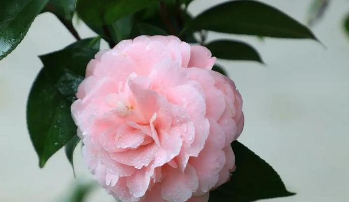 红带白边的玫瑰花品种有哪些？它们的特性是什么？