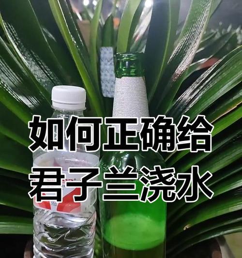 君子兰换盆后多久浇水合适？浇水的正确时机是什么？