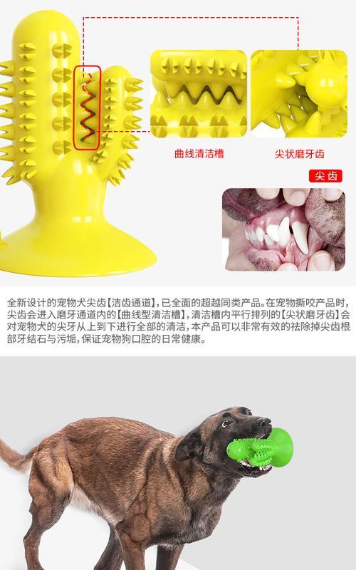 仙人掌单人狗的养殖技巧有哪些？
