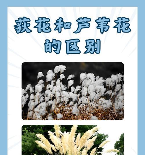 五彩芦苇花语是什么意思？五彩芦苇的花语代表了什么？