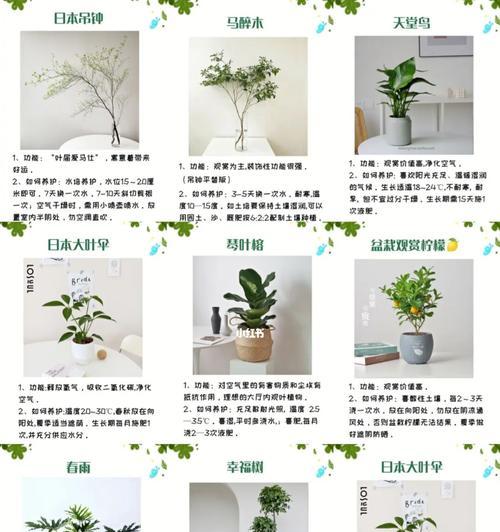 不带盆带土的仙人掌绿植如何养护？
