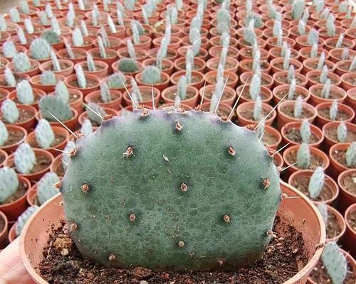 不带盆带土的仙人掌绿植如何养护？