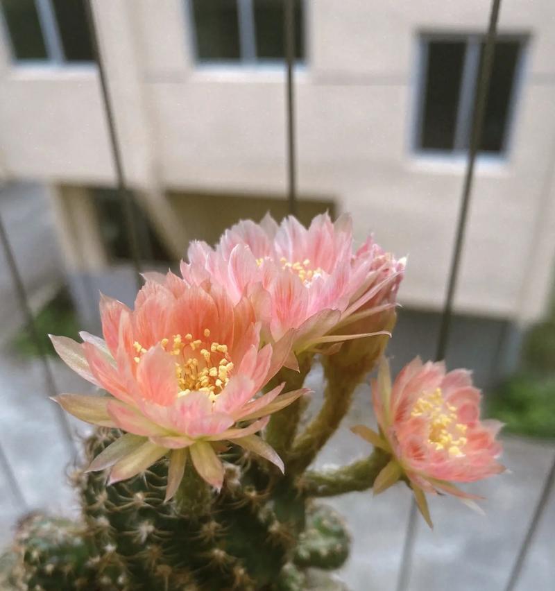 红凤凰丽花仙人球养护要点？