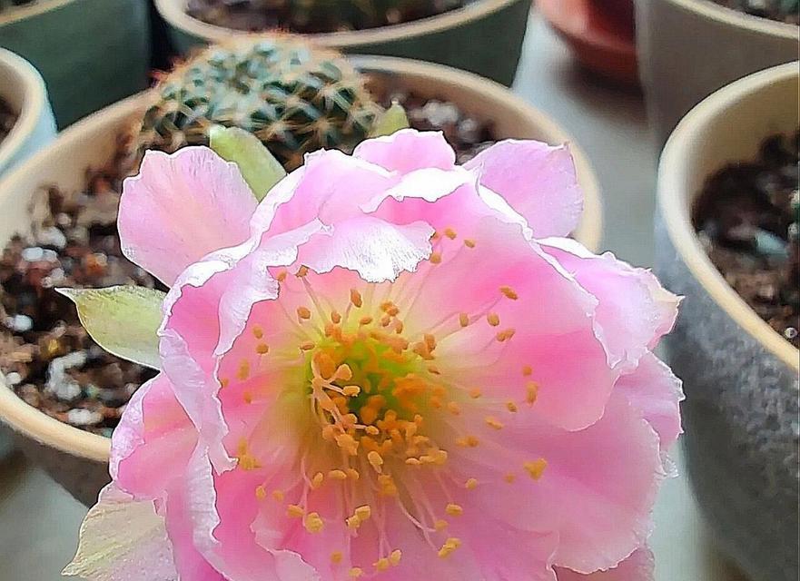 红凤凰丽花仙人球养护要点？