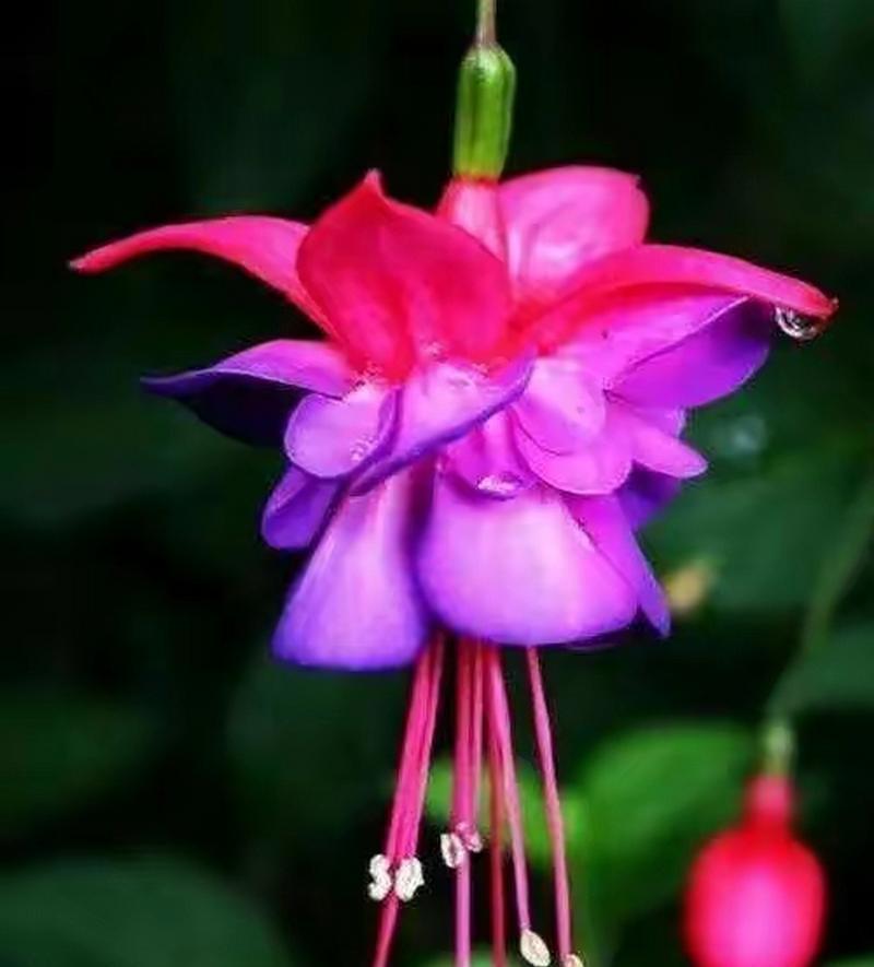 灯笼花的花语是什么？这种花语有何象征意义？