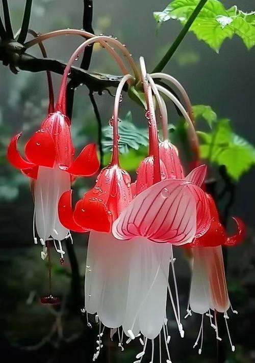 灯笼花的花语是什么？这种花语有何象征意义？