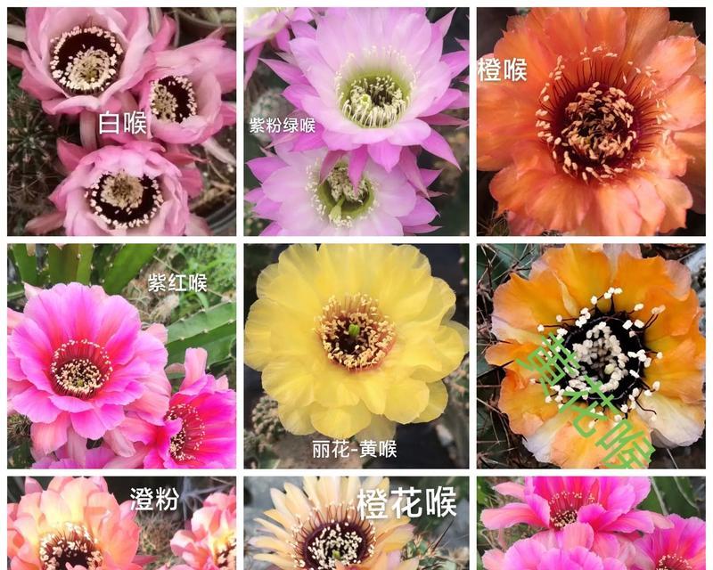 带木蕊的仙人球是什么品种？