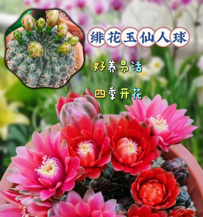 带木蕊的仙人球是什么品种？