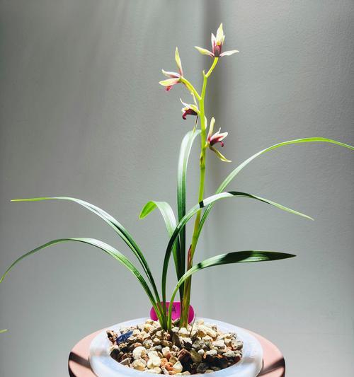 绿植兰花的寓意和花语是什么？如何表达兰花的美？