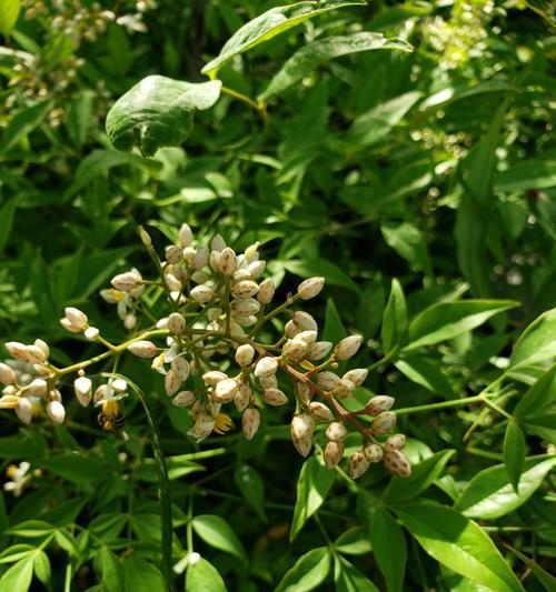 哪种花的花语是残念？代表了什么？