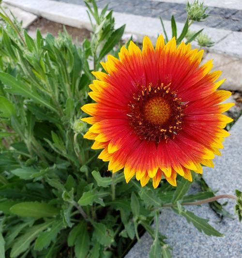 哪种花的花语是残念？代表了什么？